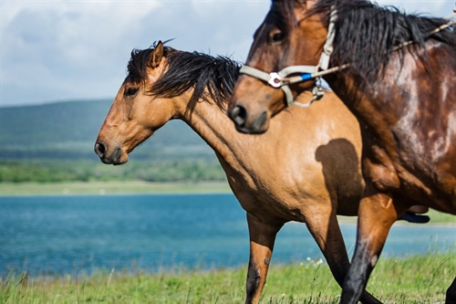 Ist Ihr Pferd gut versichert? Pferdehaftpflichtversicherungen vergleichen!