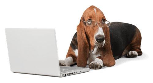 Tierhalterversicherungen im Onlinevergleich - Finden Sie das beste Angebot
